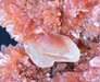 Treasures Of Earth
