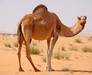 Bledowska Desert