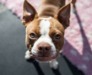 Top 15 Places Where Dogs are Allowed