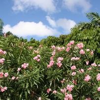 An Island of Flowers