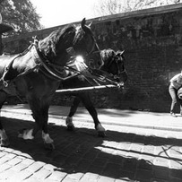 Dog meets horses