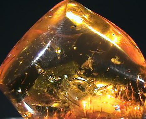 Amber, The Gold of the Baltic