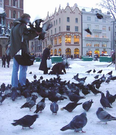 The Legend Of Krakows Pigeons Krakow Pigeons - 