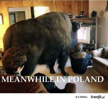 The 50 Funniest 'Meanwhile in Poland...' Memes