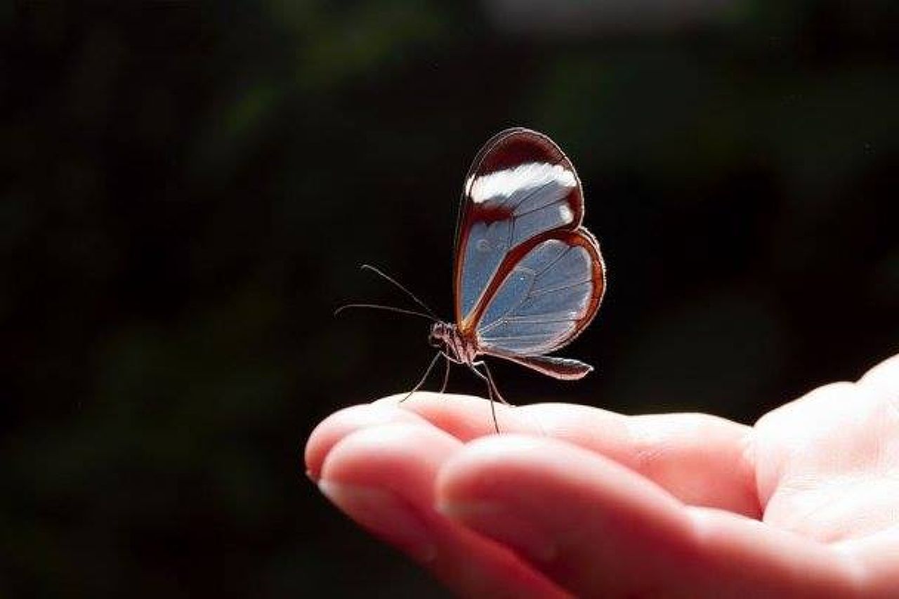 Photo 1 of Museum of Living Butterflies