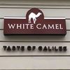 White Camel