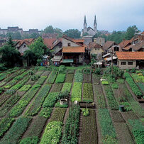 Gardens in the Krakovo district