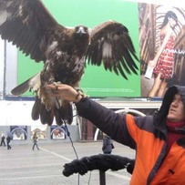 Falconer