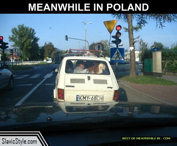 meanwhile-in-poland-my-friend-cow