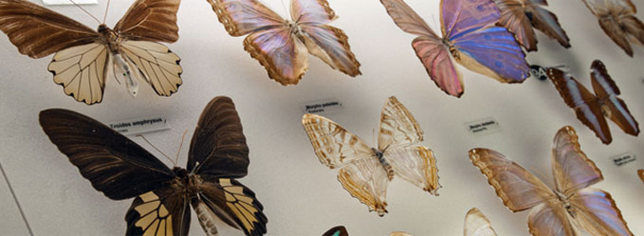 Insects and Man