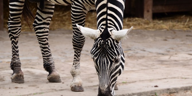 Photo 1 of Wroclaw Zoo Wroclaw Zoo