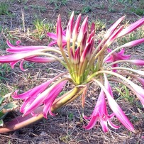 Flower at Great Zimbabwe